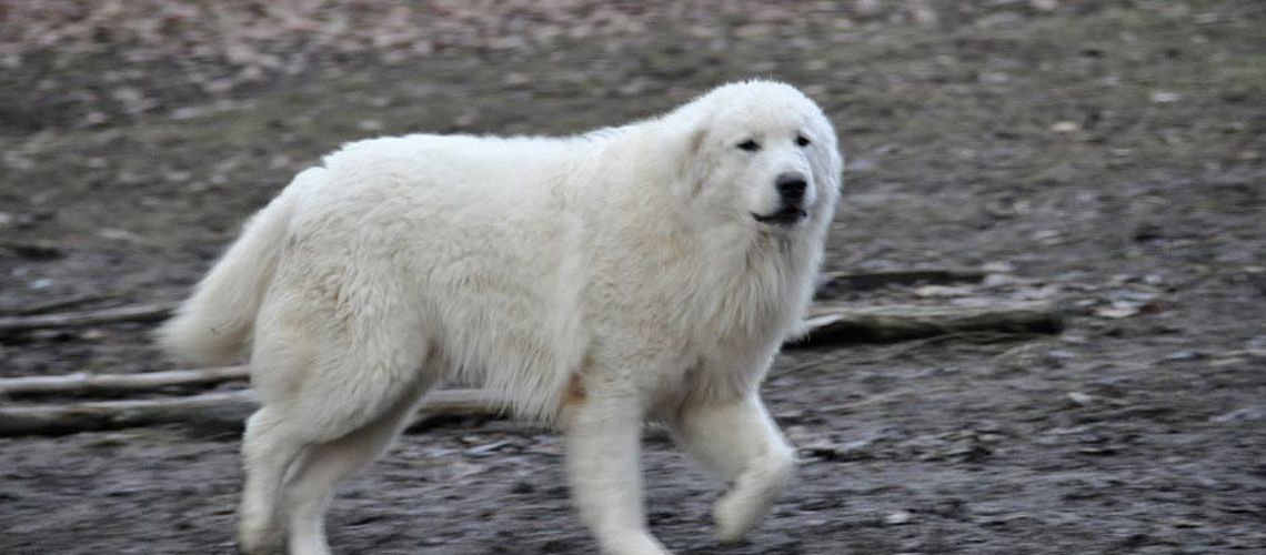 pastore maremmano abruzzese maschio