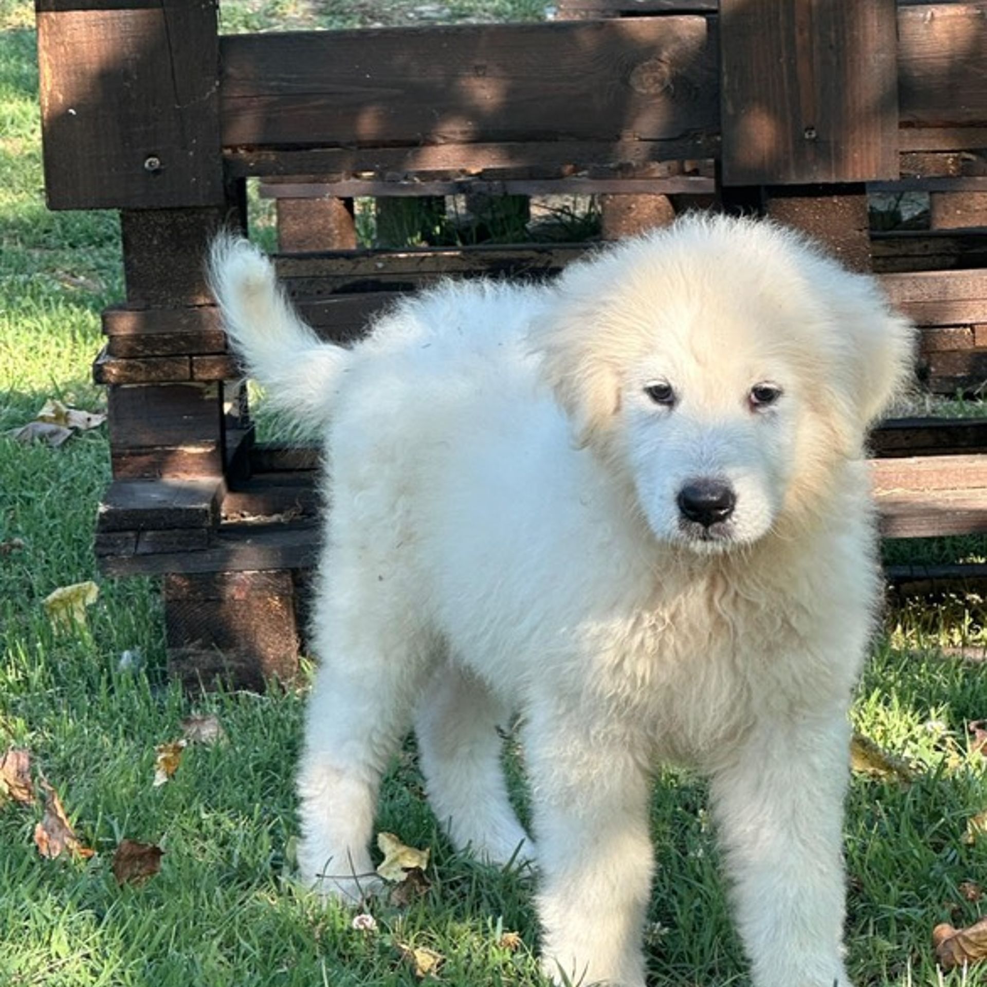 [Translate to English:] Duca, Cucciolo Pastore Maremmano Abruzzese