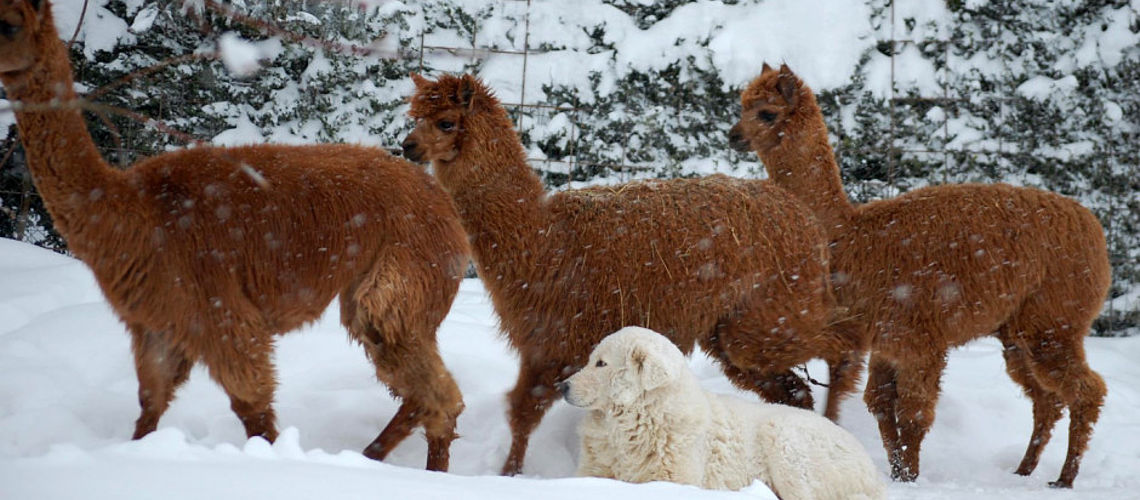 pastore maremmano abruzzese neve e alpaca pastore maremmano abruzzese neve e alpaca