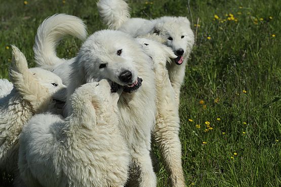 pack of Maremma Sheepdogs