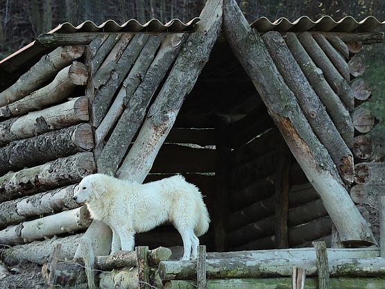 Maremma Sheepdog breed standard