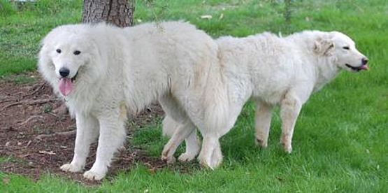 accoppiamento pastore maremmano abruzzese accoppiamento pastore maremmano abruzzese