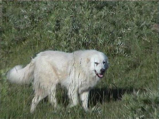 pastore maremmano abruzzese comportamento e andatura al pascolo pastore maremmano abruzzese comportamento e andatura al pascolo