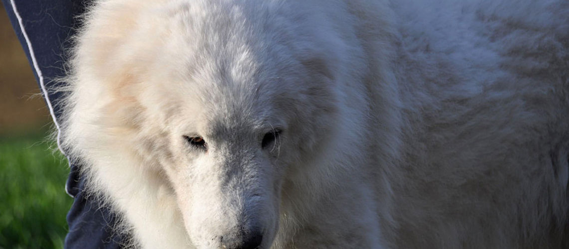 pastore maremmano abruzzese testa maschio Pastore maremmano abruzzese testa maschio