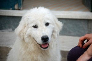 femmina di 1 anno di pastore maremmano abruzzese femmina di un anno di pastore maremmano abruzzese