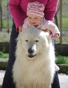 maschio maremmano adulto bambini maschio maremmano adulto bambini