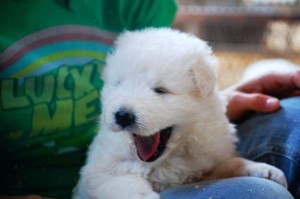 cucciolo maremmano fortunato cucciolo maremmano fortunato