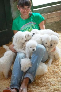 cuccioli di 60 giorni maremmano abruzzese cuccioli di 60 giorni di maremmano abruzzese
