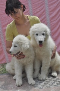 cuccioli di 4 mesi di maremmano cuccioli di 4 mesi di maremmano