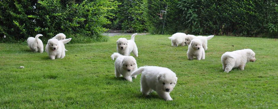 Maremma Sheepdog