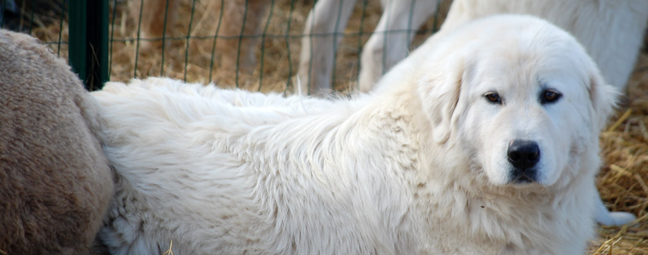 Maremma Sheepdog