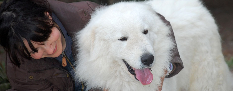 Maremma Sheepdog