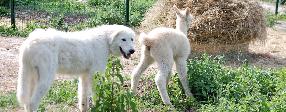 Maremma Sheepdog