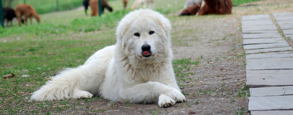 Maremma Sheepdog