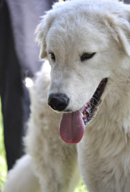 Maremma Sheepdog - History