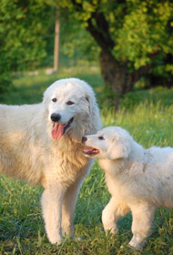 Maremma Sheepdog - Nature