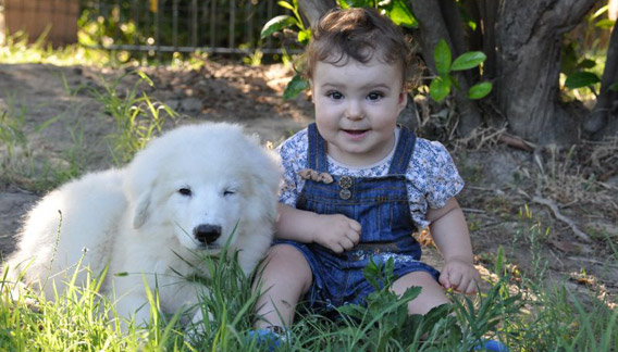 Maremma Sheepdog - Family and Child