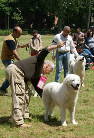 Maremma Sheepdog - Choosing